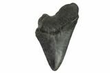 Bargain, Partial Megalodon Tooth - South Carolina #134291-1